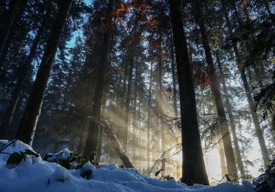 Kurs i Aptering av virke