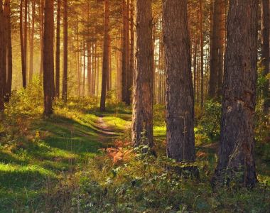 Kan skogsägaren få inkomster för naturhänsyn?