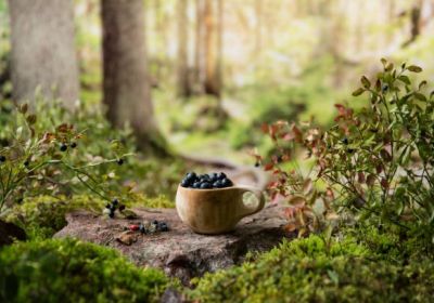 Kvinnliga nätverket Skogsgläntan - Skogen i maten