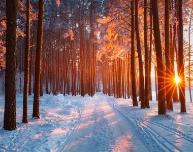 Kvinnliga n&auml;tverket Skogsgl&auml;ntan- S&aring; ser jag p&aring; min skog