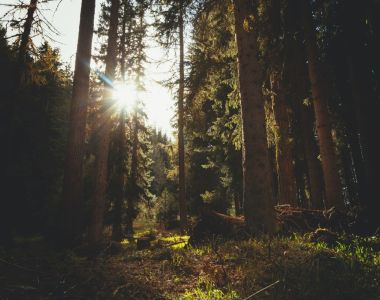 Kvinnliga nätverket Skogsgläntan- Skogen som inkomstkälla och säkerhet för lån