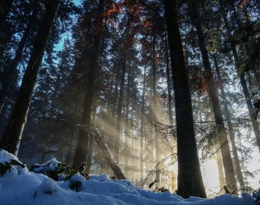 Kurs i Aptering av virke