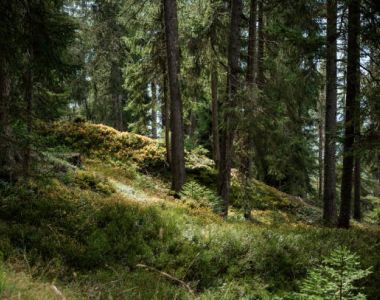 Skogen som plats för naturföretagande med hälsofrämjande tjänster i fokus