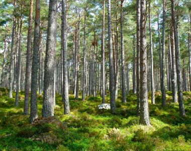 Statliga stöd, väglags administration och överlåtelse av skog