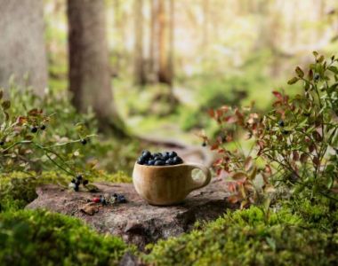Kvinnliga nätverket Skogsgläntan - Skogen i maten