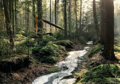 Naturvård i ekonomiskogar – förberedande kurs inför naturvårdsexamen
